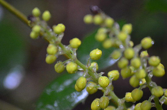 Oregon Grape 017