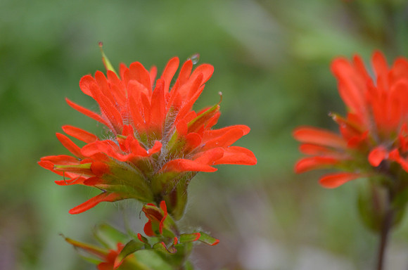 Paintbrush red