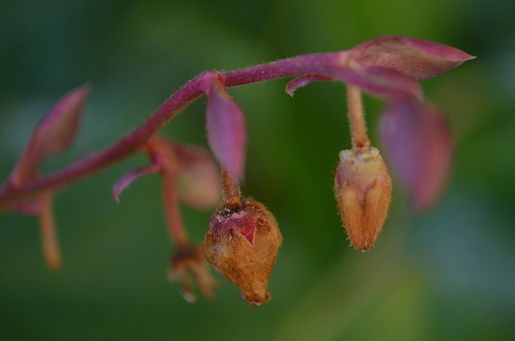 Salal Seeds 14