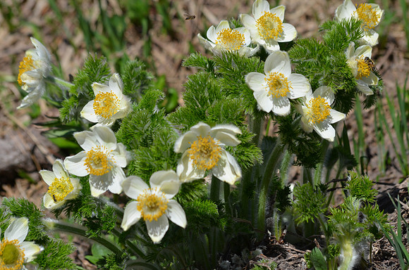 Pasque flowers 066