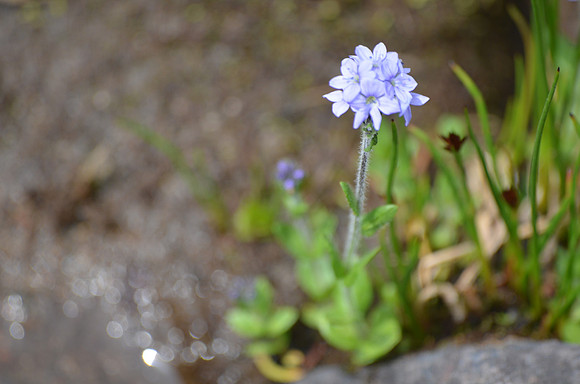 Slender Speedwell