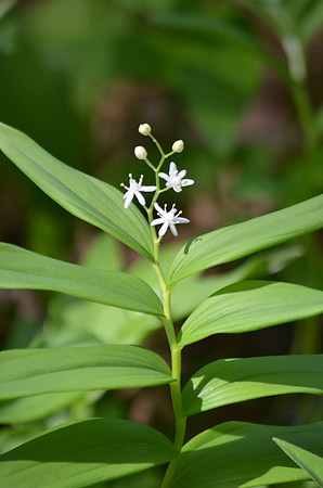 Solomon's Seal 095