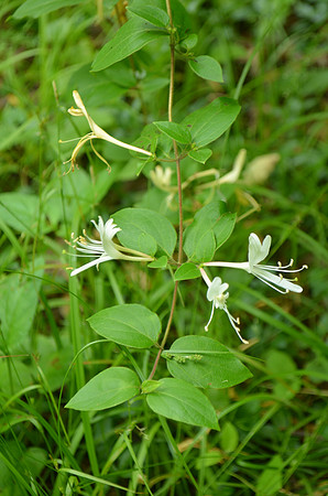 Starry Campion 233