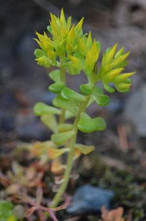 Stonecrop 15 347