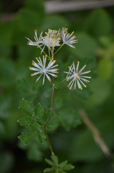 Tall Meadow Rue 039