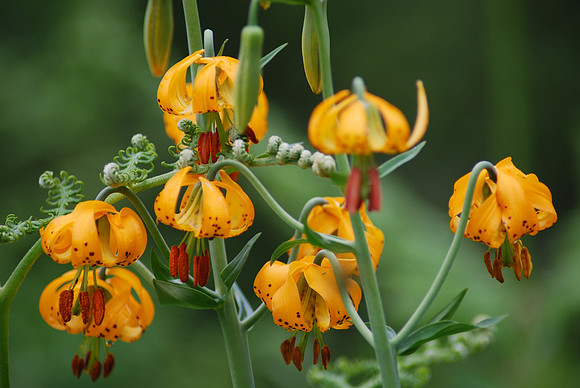 Tiger lilies