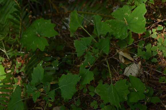 Trail Flower  442