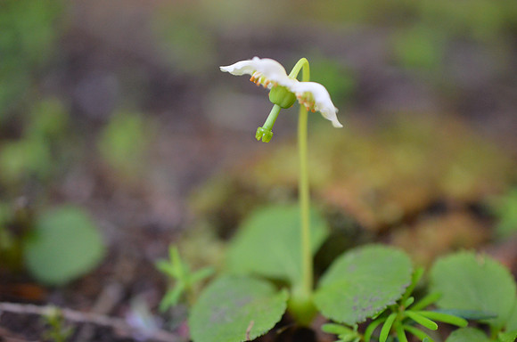 Moneses uniflora 9