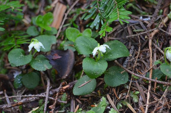 Moneses uniflora SL 092