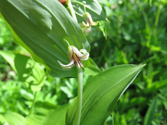 Rosy Twisted-stalk