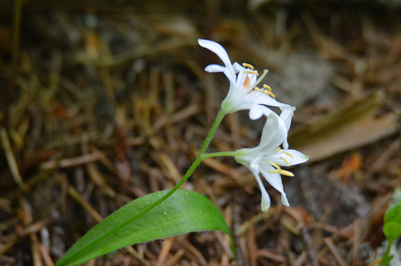 Bead Lily