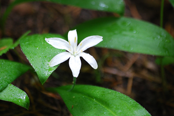 7-21-2011 014 BEAD LILY