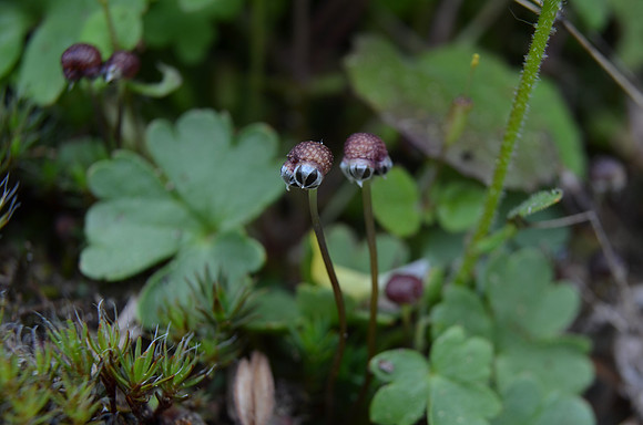 Asterella spore capsules