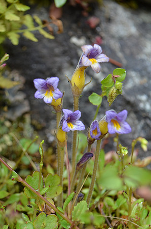 Broomrape