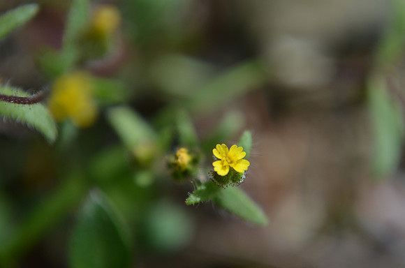 Tarweed