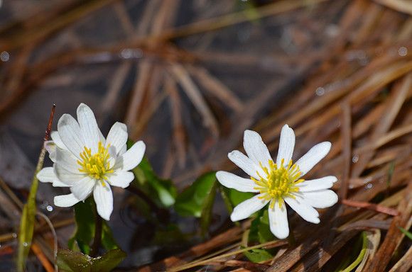 Marsh Marigold
