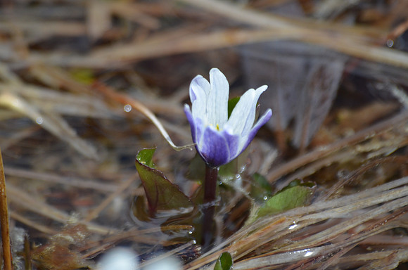 Marsh Marigold as petals unfold