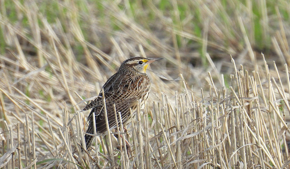 Western Meadowlark