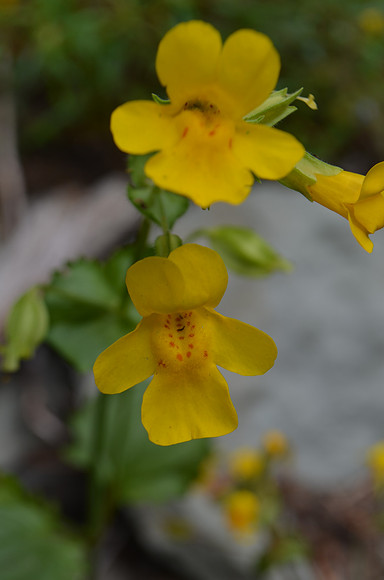 Mountain Monkeyflower
