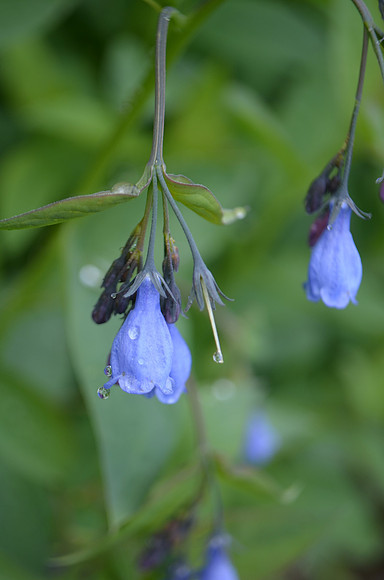 Blue Bells 168