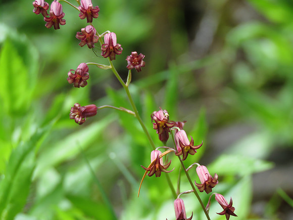 Mountainbells  076