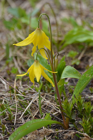 Glacier lily 148
