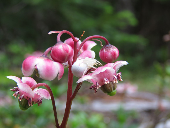 Pipsissewa 175