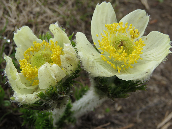 Pasque Flowers A1