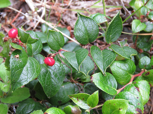 Rock cranberry 264