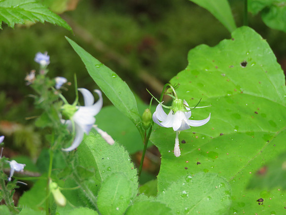 Scouler's Harebell  201
