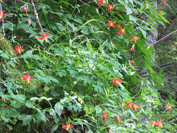 Red Columbine 070