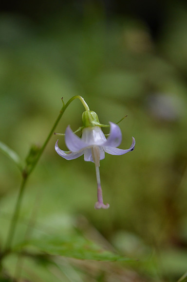 Scouler's Harebell 068
