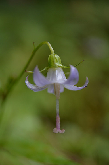 Scouler's Harebell 070