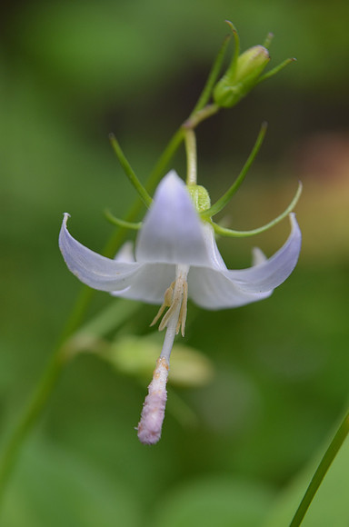 Scoulers harebell 88