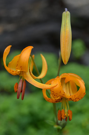 Tiger Lily 4