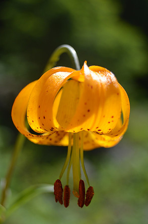Tiger lily 041