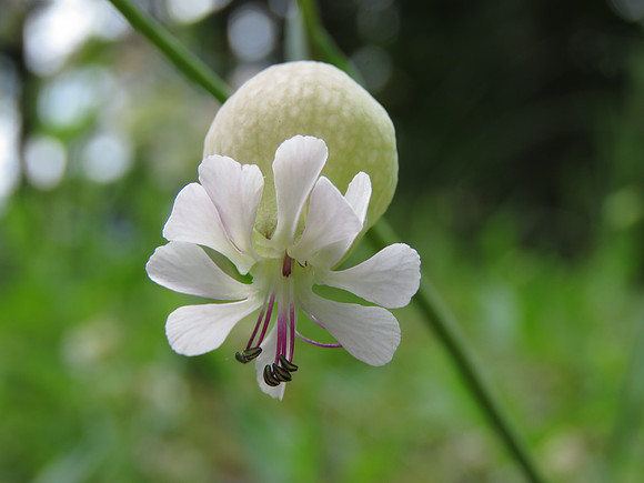 White Campion  143