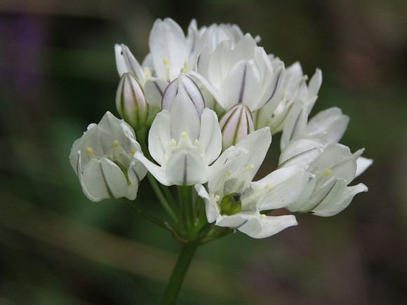 White hyacinth  044