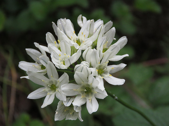 White hyacinth 110