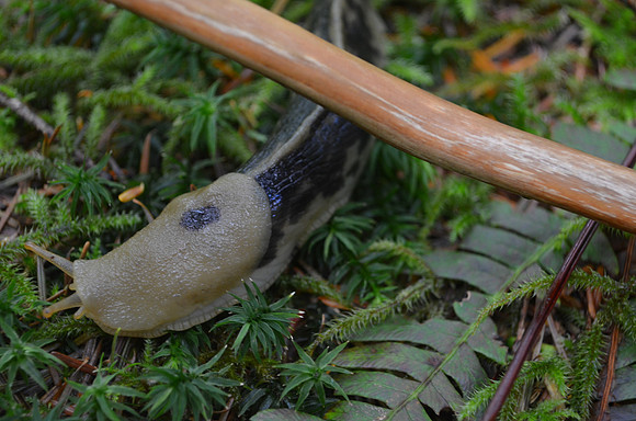 Pacific Banana Slug