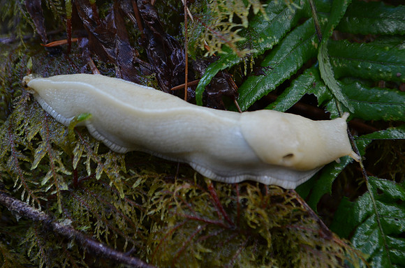 Albino Pacific Banana Slug