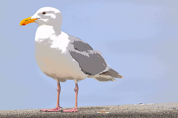 Gull Sketch