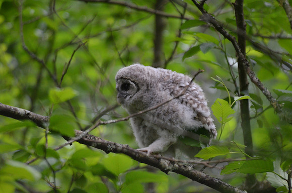 Barred Owlet 8