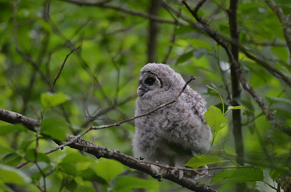 Barred Owlet 188