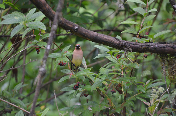 Cedar Waxwing 5