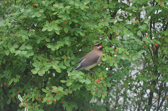Cedar waxwing 7