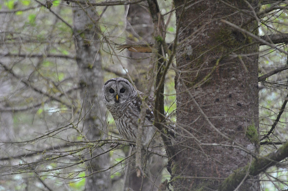 Barred Owl