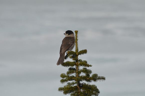 Gray Jay 22