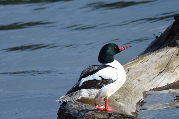 Common Merganser 88