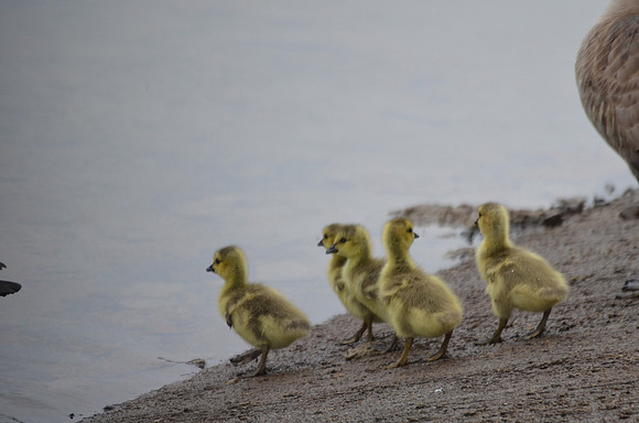 Goslings